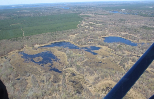 LightHawk whooping crane marsh